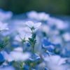 青い花の花畑