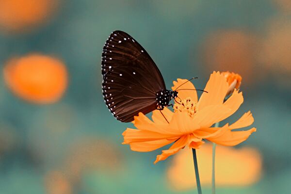 黒い蝶がオレンジの花にとまっている