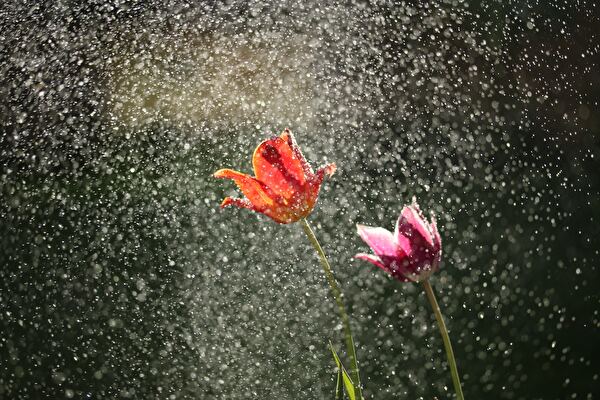 雨に打たれる２本の花